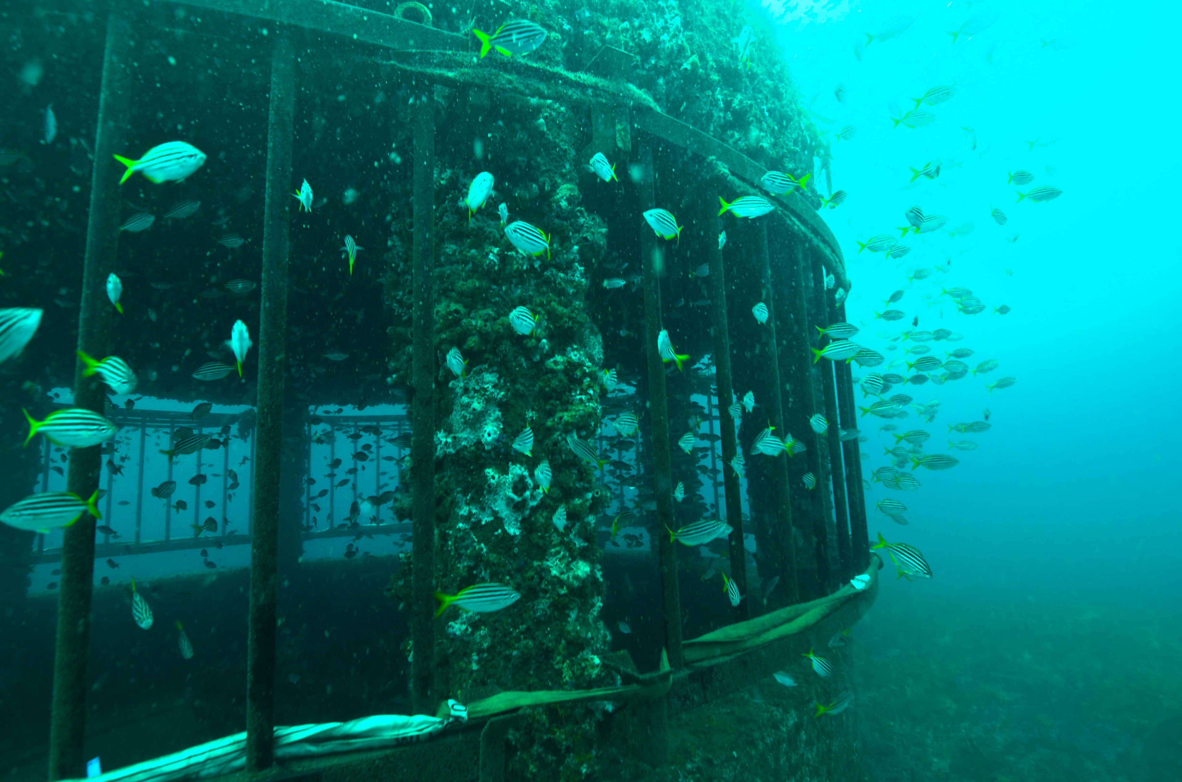 Study Shows Desalination Has No Effect On Marine Life