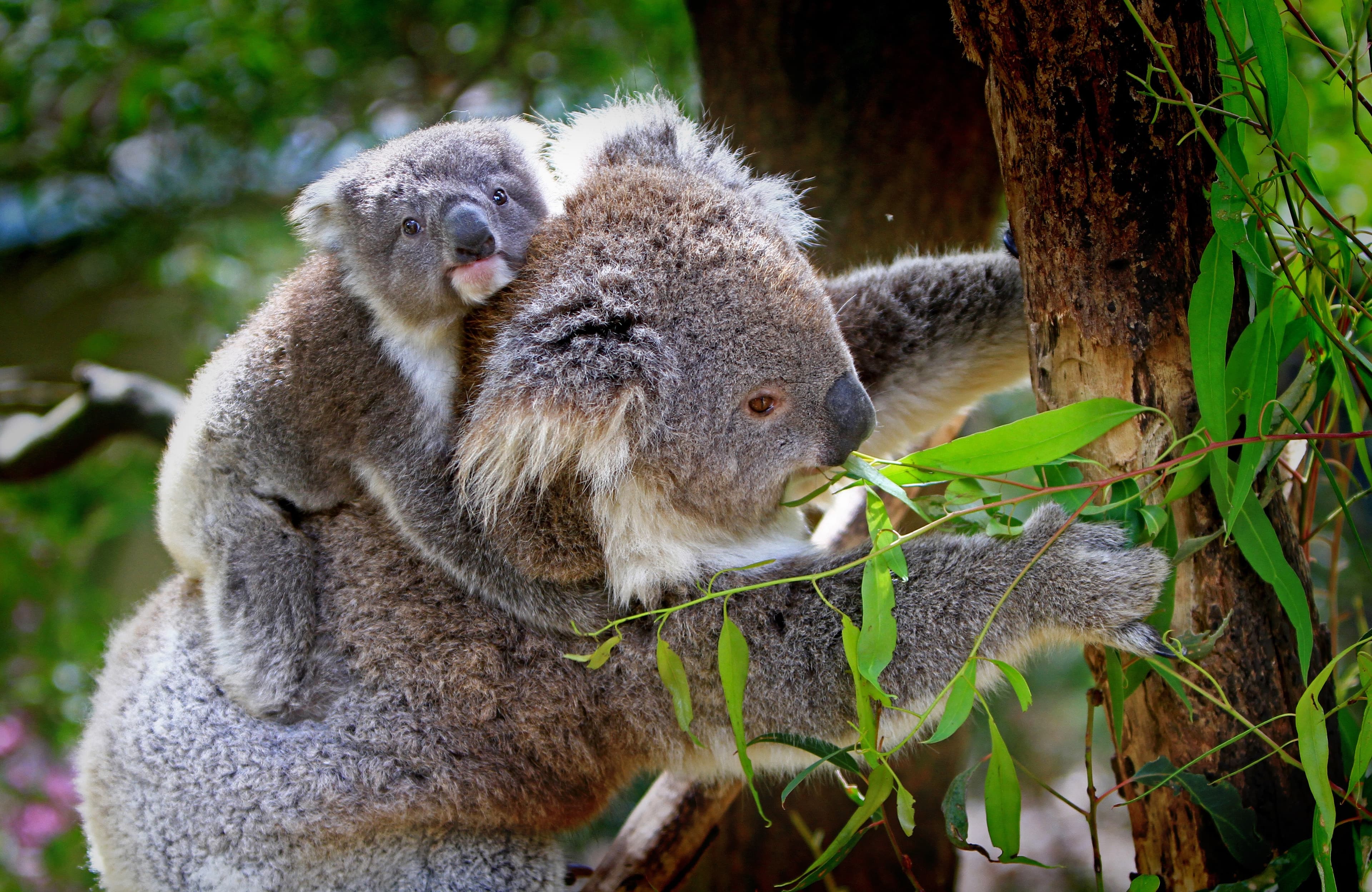 Protecting koalas from climate change