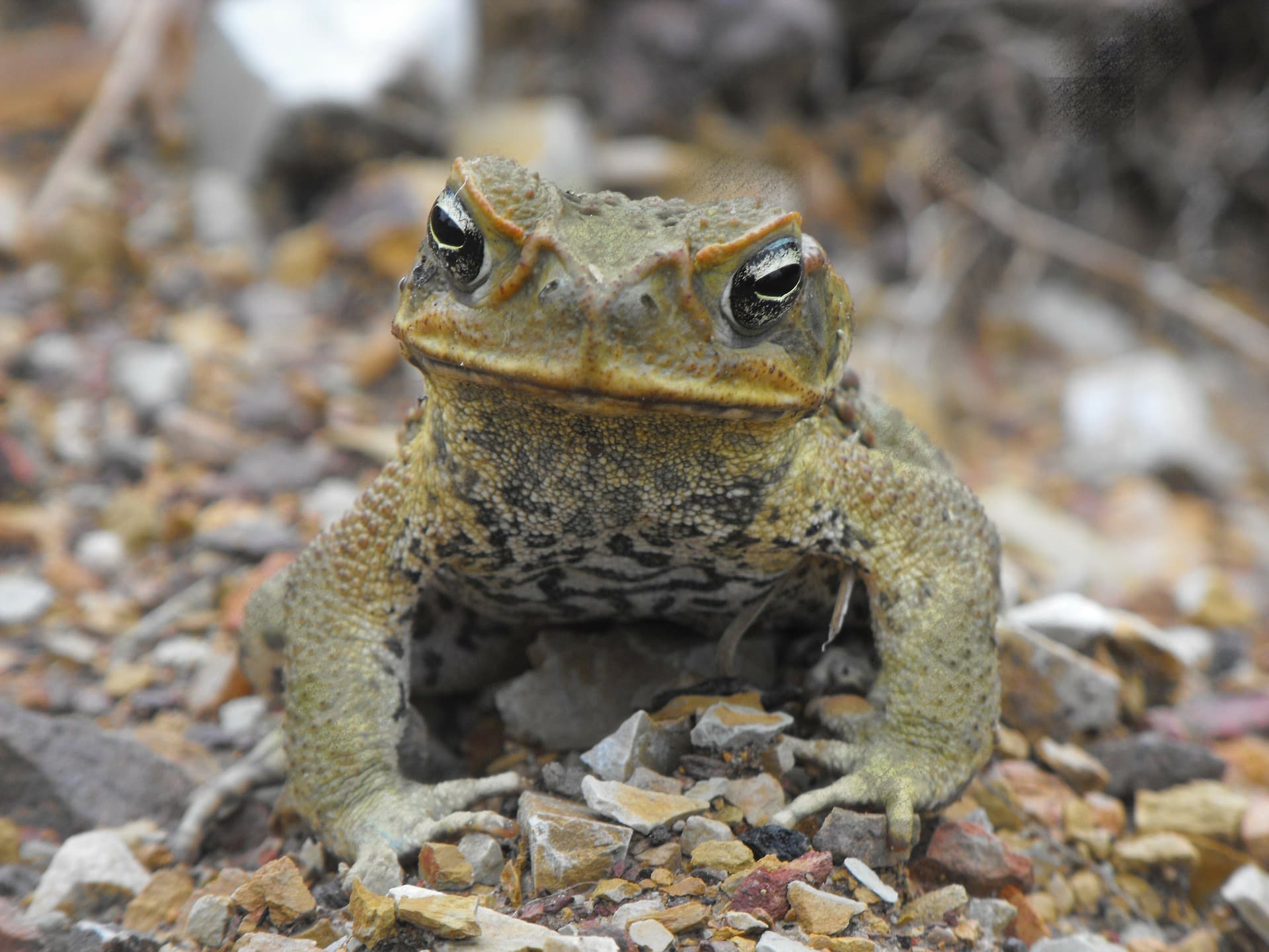 Cane toad DNA unlocked for the first time, warts and all