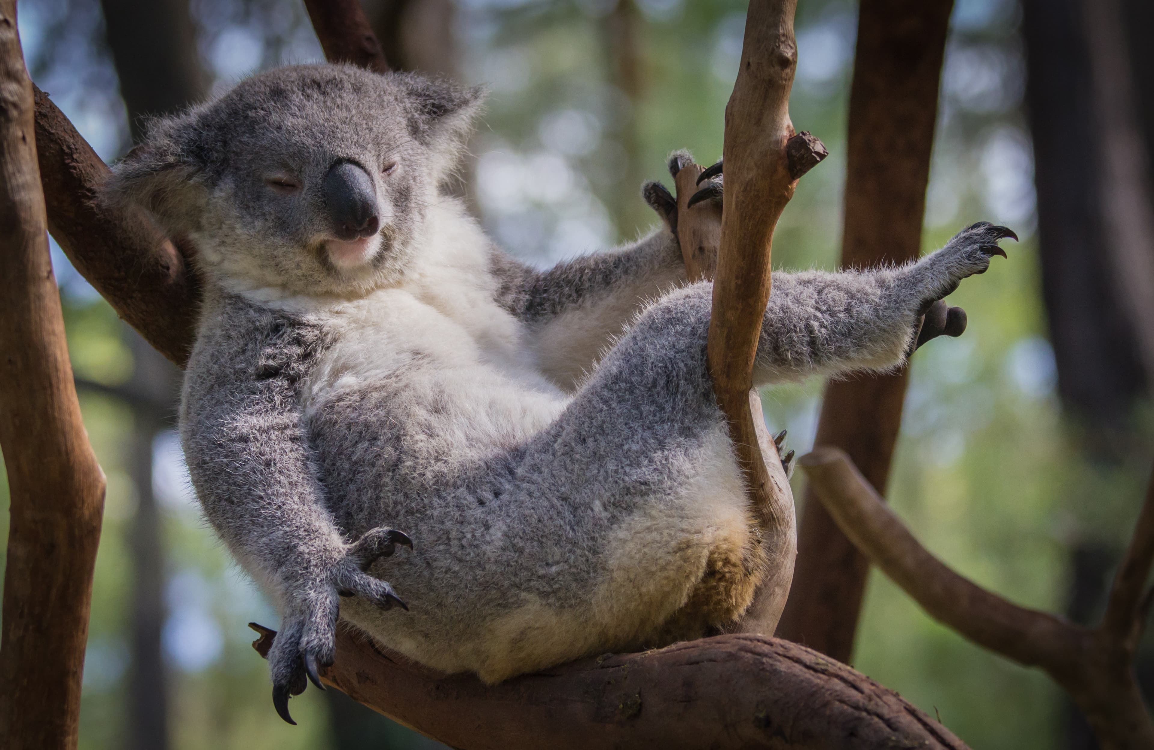 This Month Marks “Save the Koalas” Month