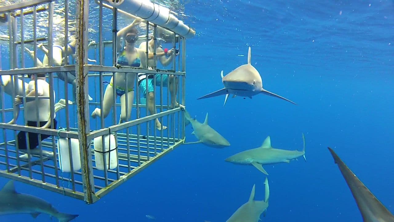 Shark Ecotourism