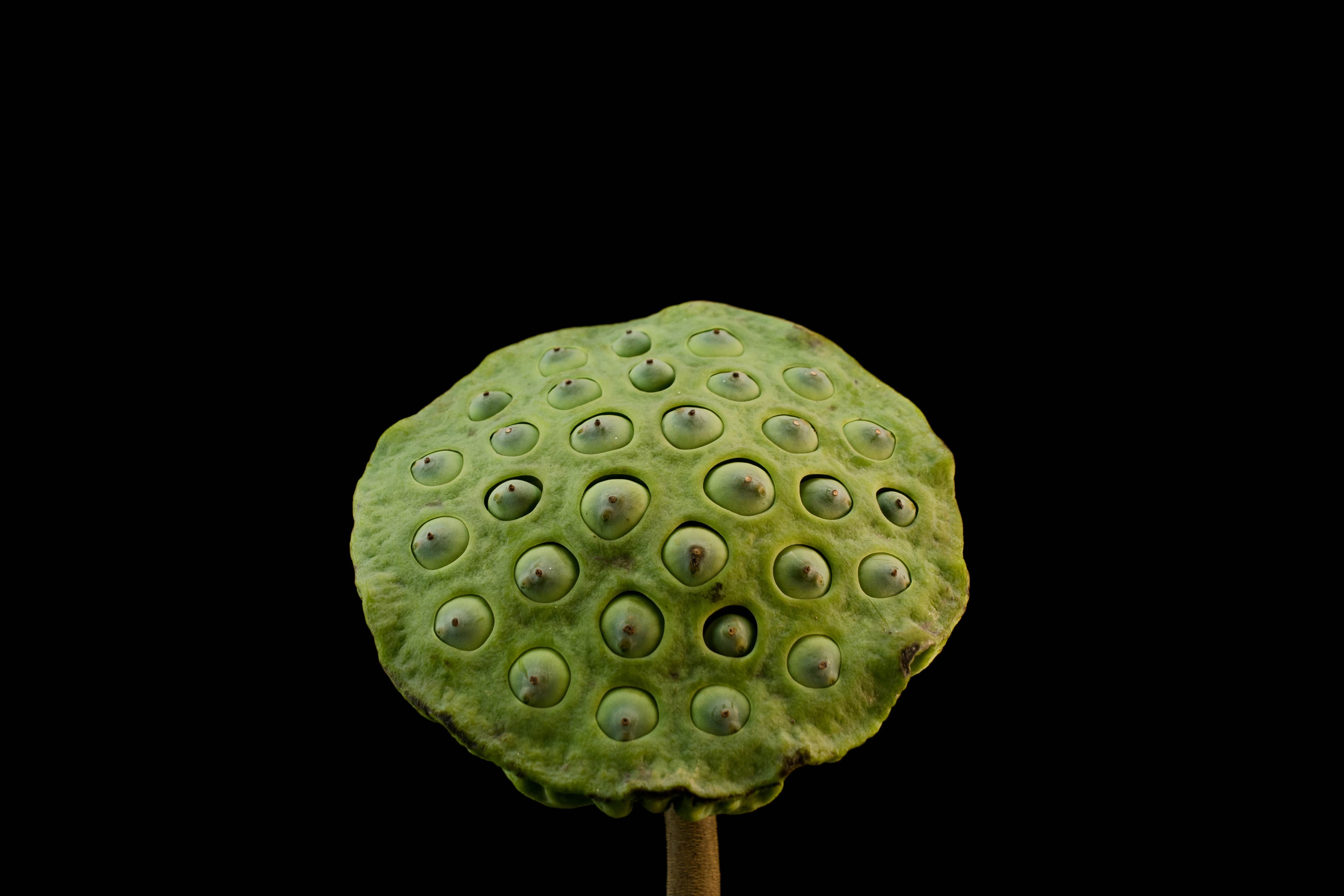 The Prickly Business of Trypophobia