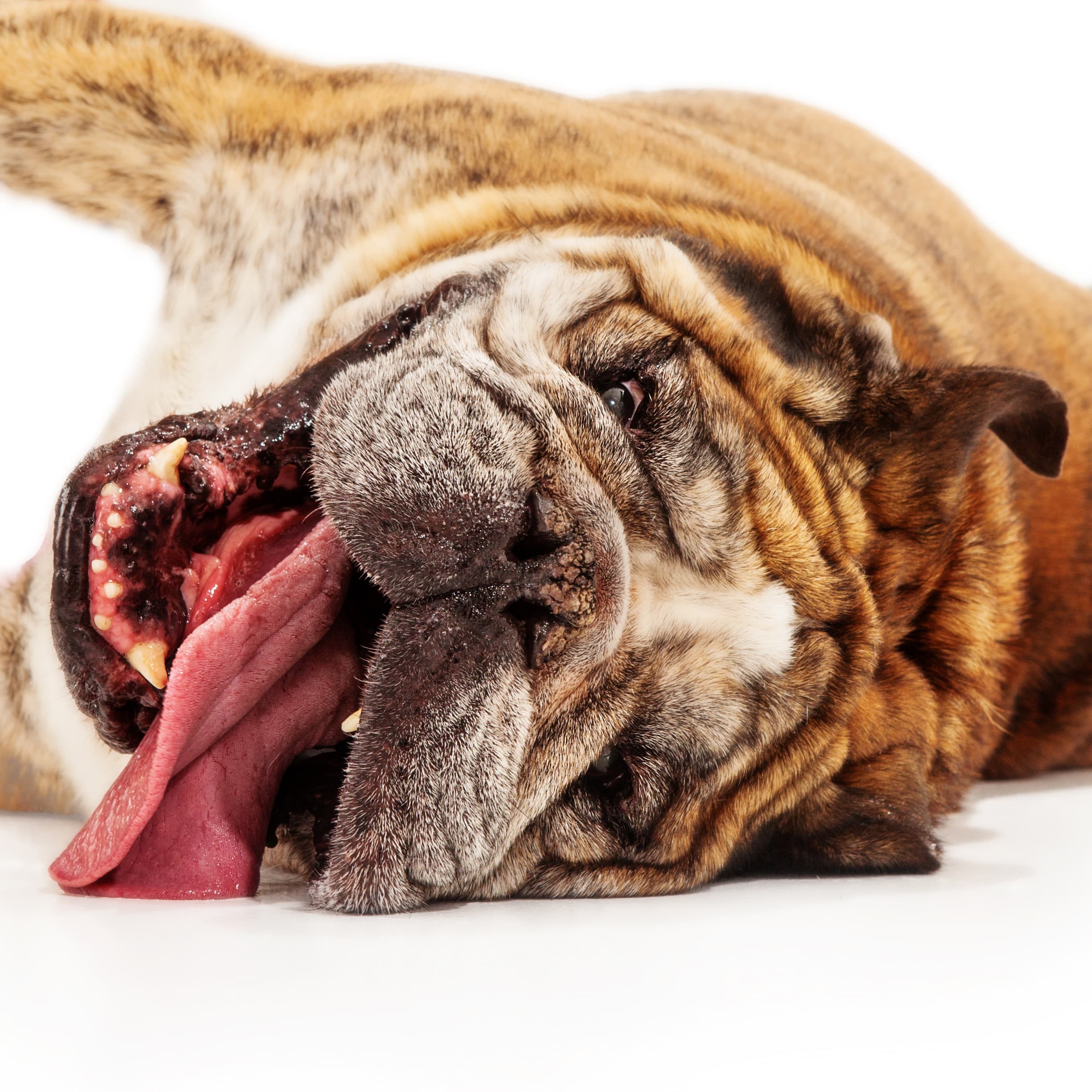 Protecting our puppies from heatstroke this summer