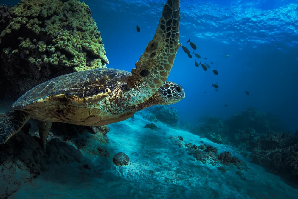 Marine parks abandoned by NSW government