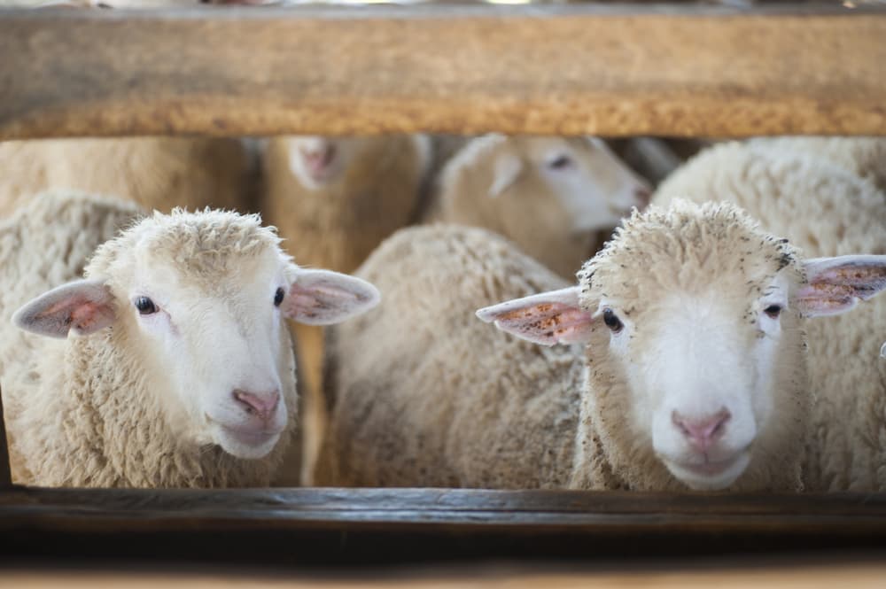 Do Ewe Know What’s Happening With Live Exports