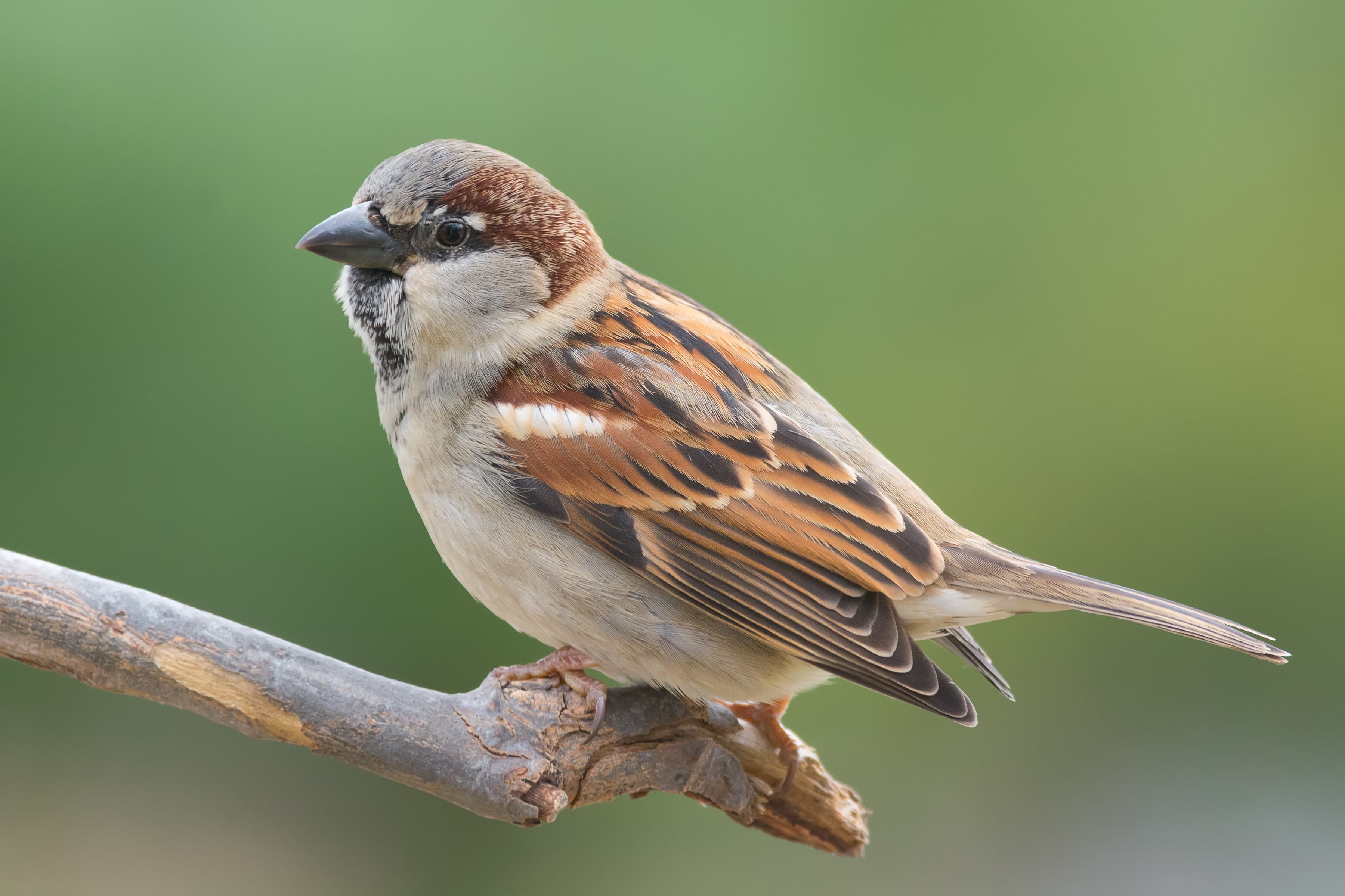 Sparrows Are Now Adapting to Lead Exposure