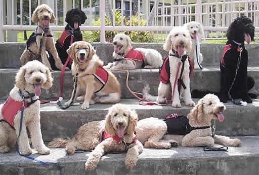 Group of assistance dogs sitting together