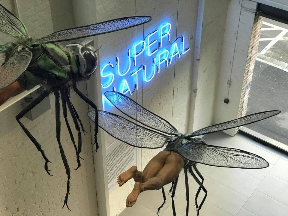 Down the White Rabbit Hole