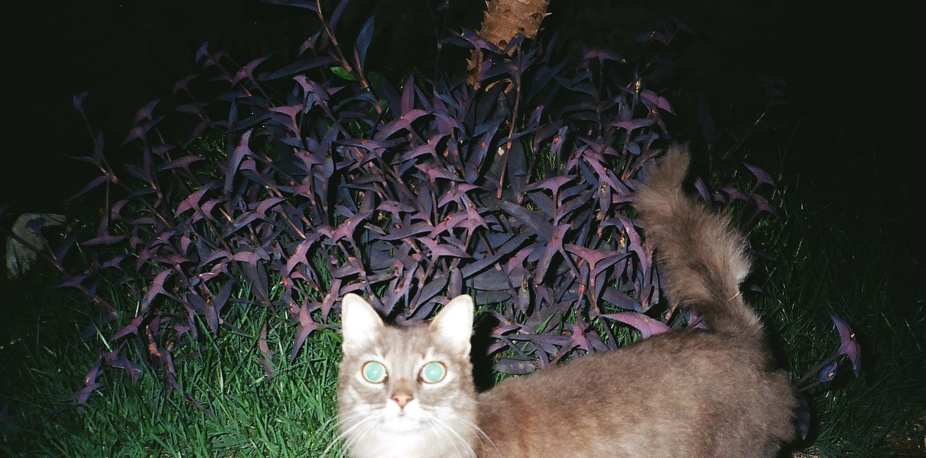 Randwick Council’s Outdoor Cat Ban