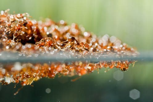 Can Ants predict rain?