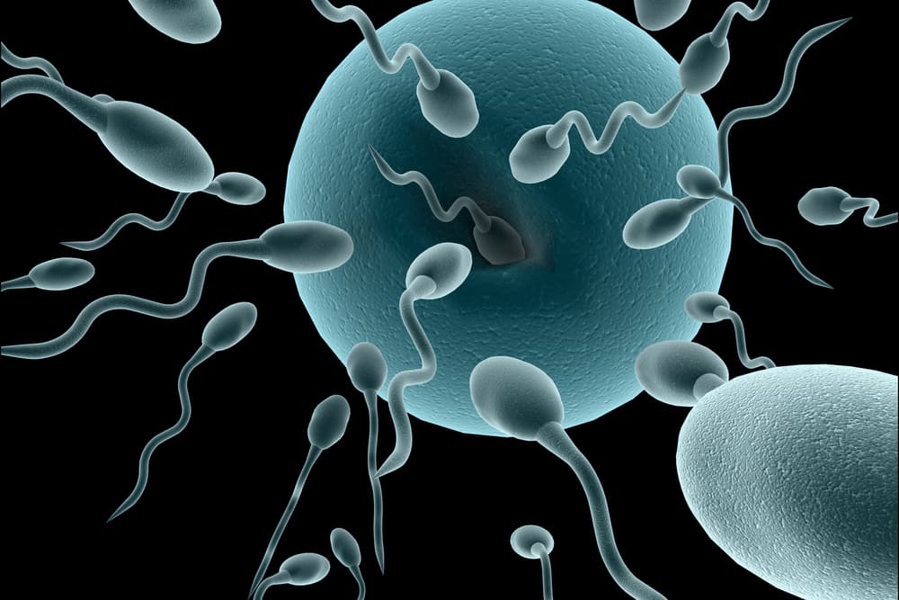 Are Aussie Men Becoming Less Fertile?