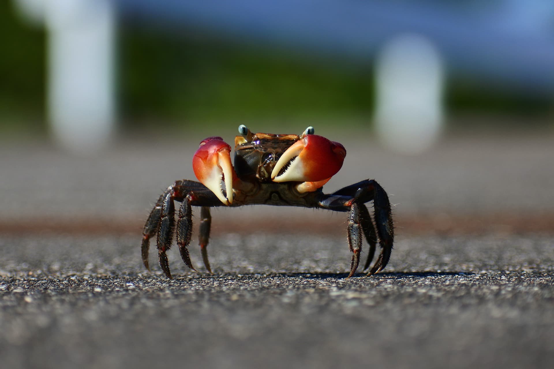 Crab Racing At The Friend in Hand Pub
