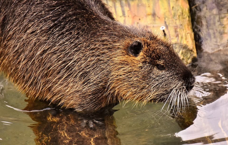 The Australian Water Rat – Rakali