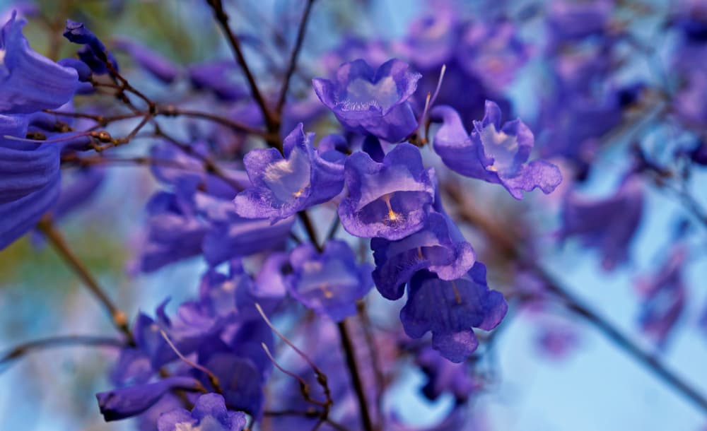 Jacaranda Trees Drawing Large Crowds In Camden