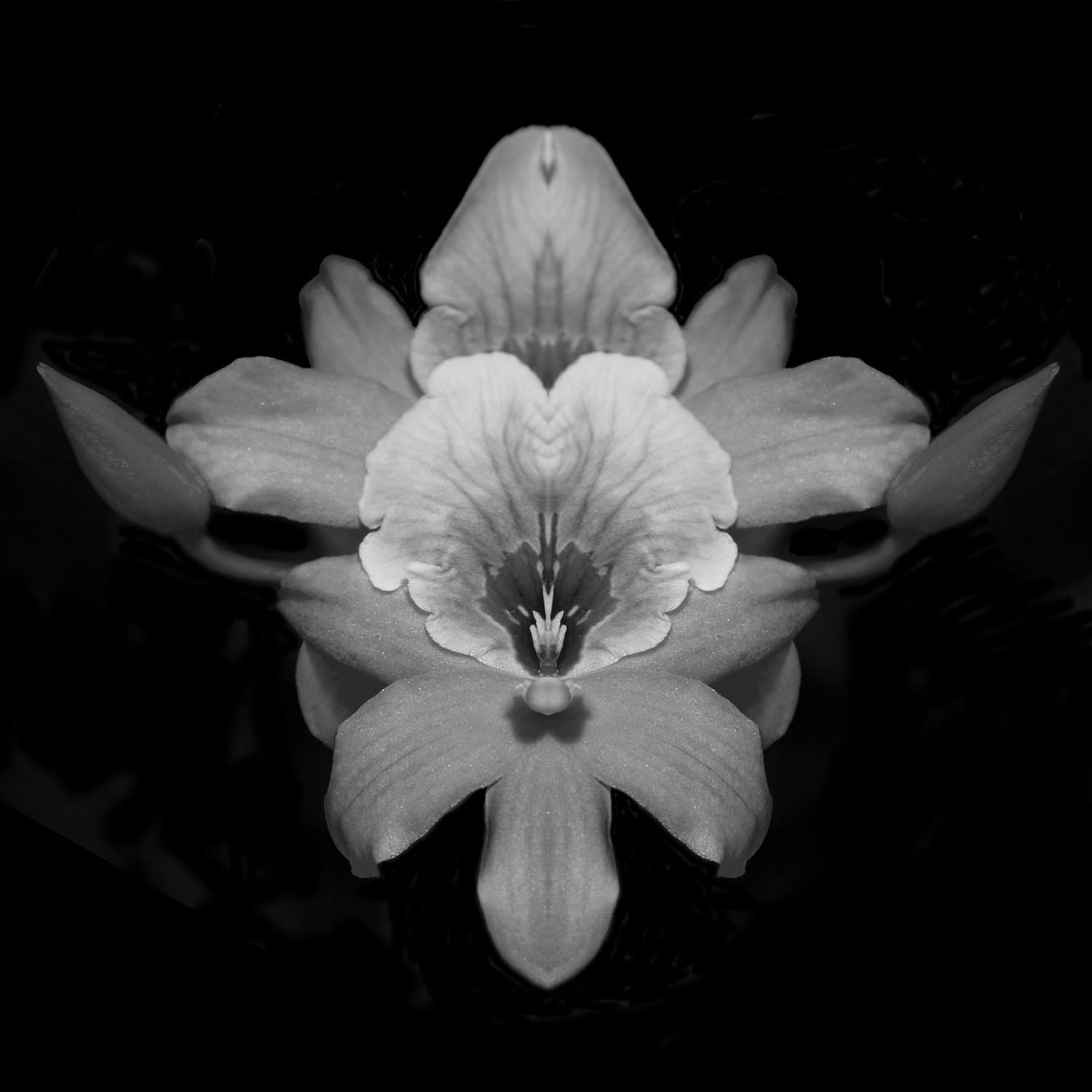 The Australian Centre for Photography Presents ‘Plant + Human’ Exhibition