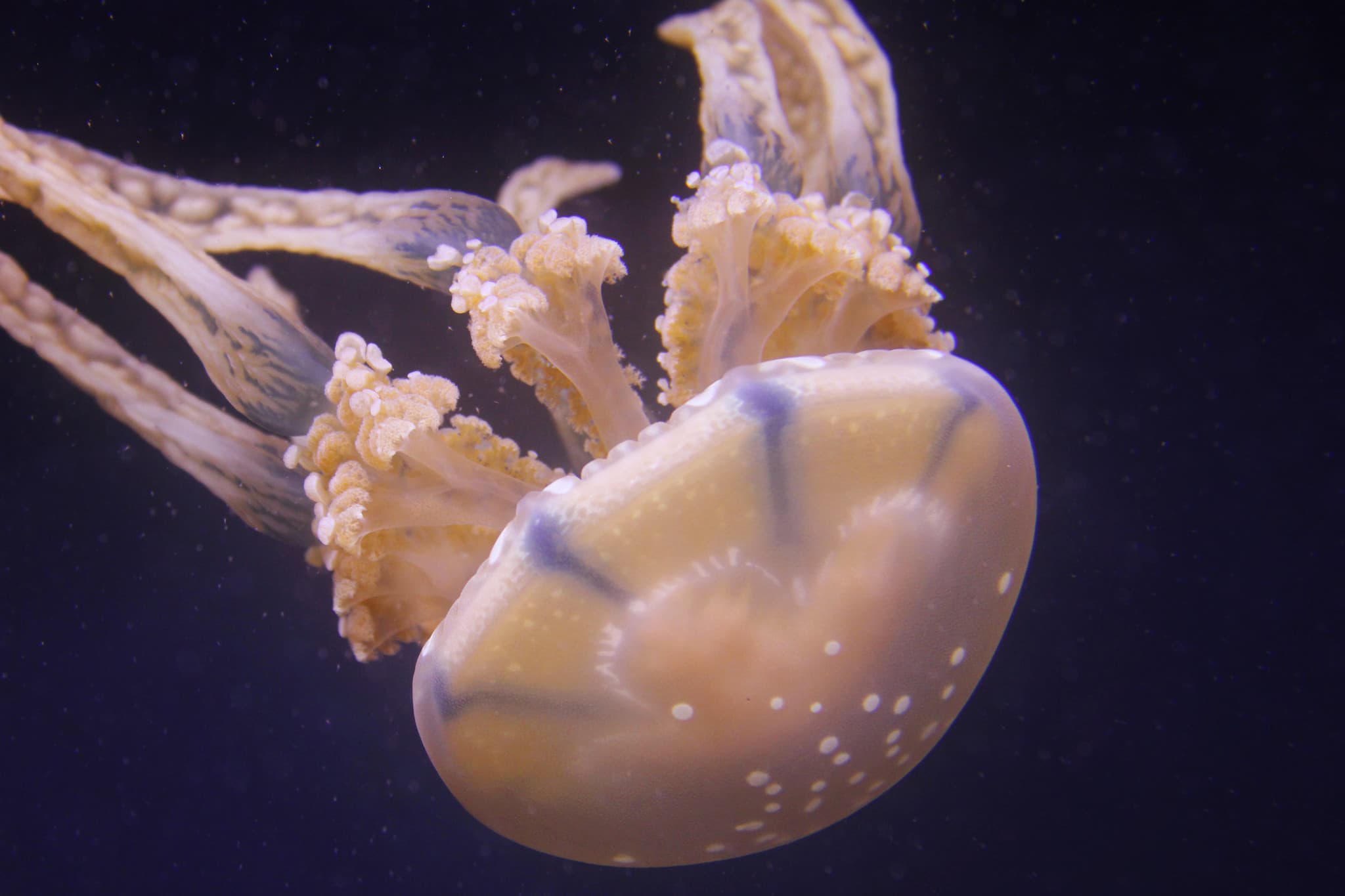 New Antidote for World’s Deadliest Jellyfish Discovered