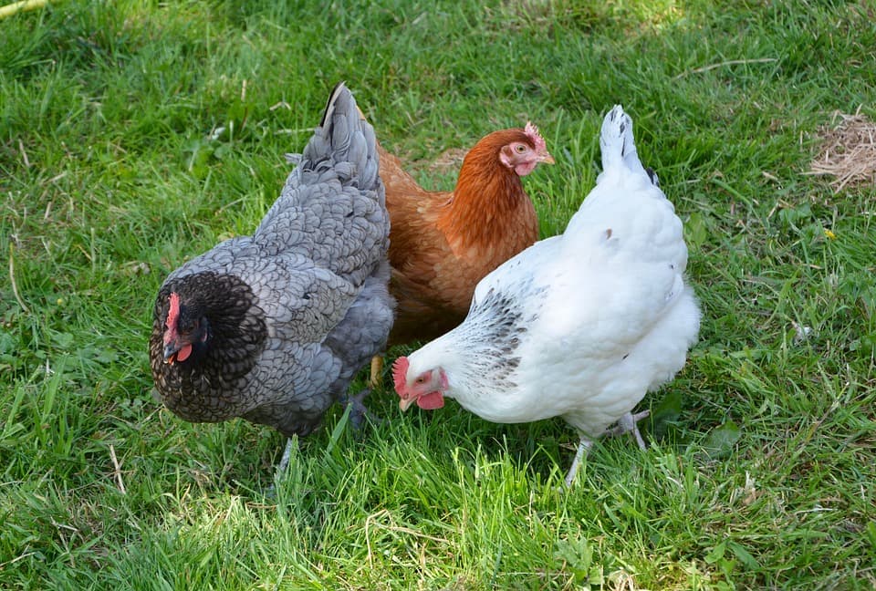 ‘Let The Ladies Go’ charity saves hens from the slaughterhouse