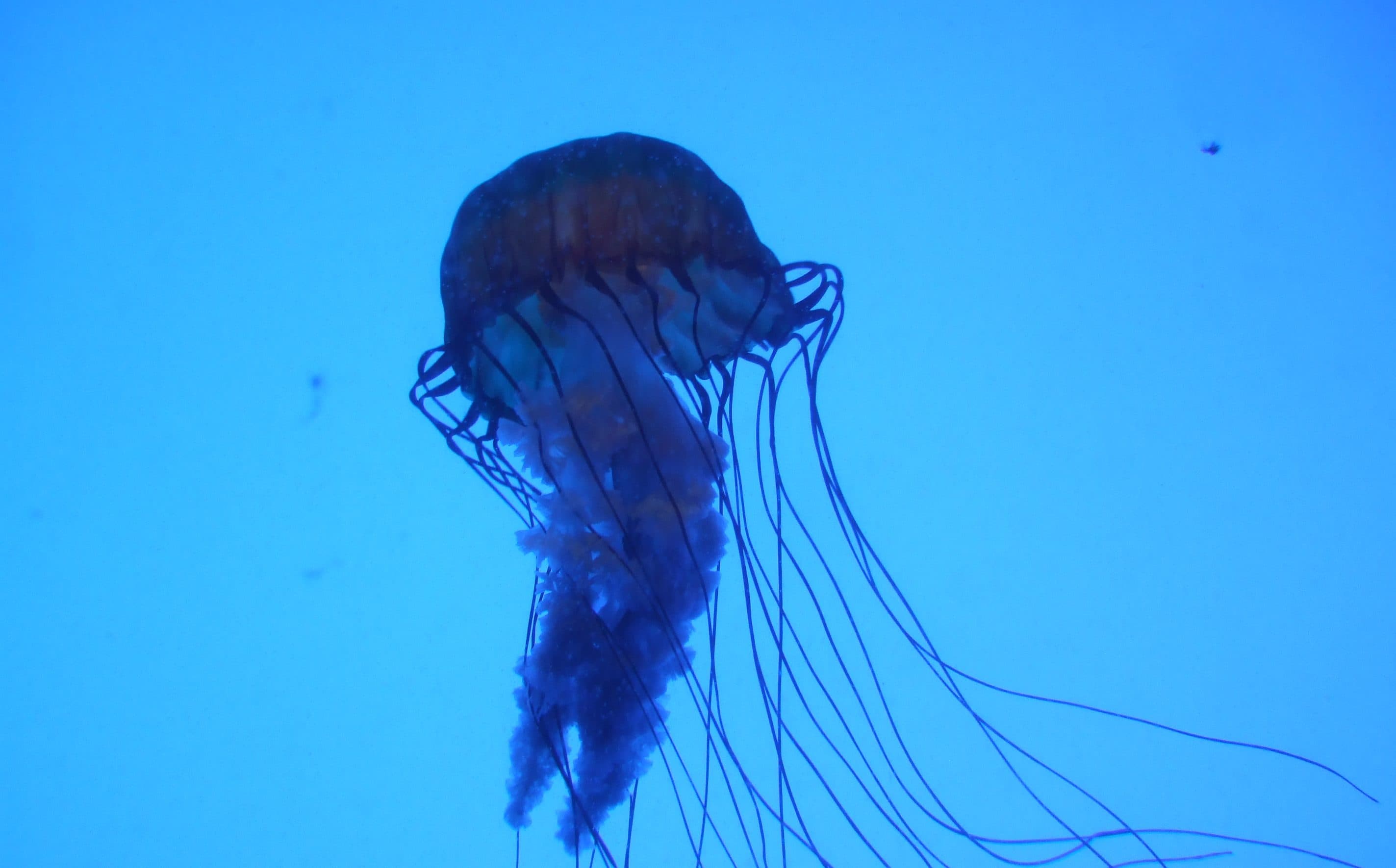 An Antidote for Box Jellyfish Stings
