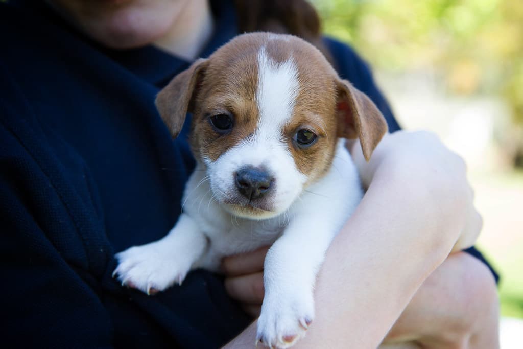 Ethics of Pet Euthanasia