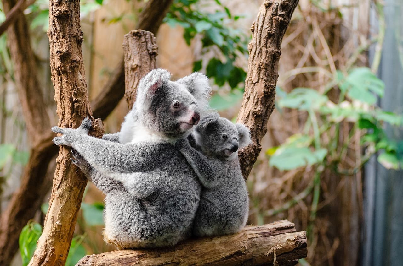 Koala Conservation