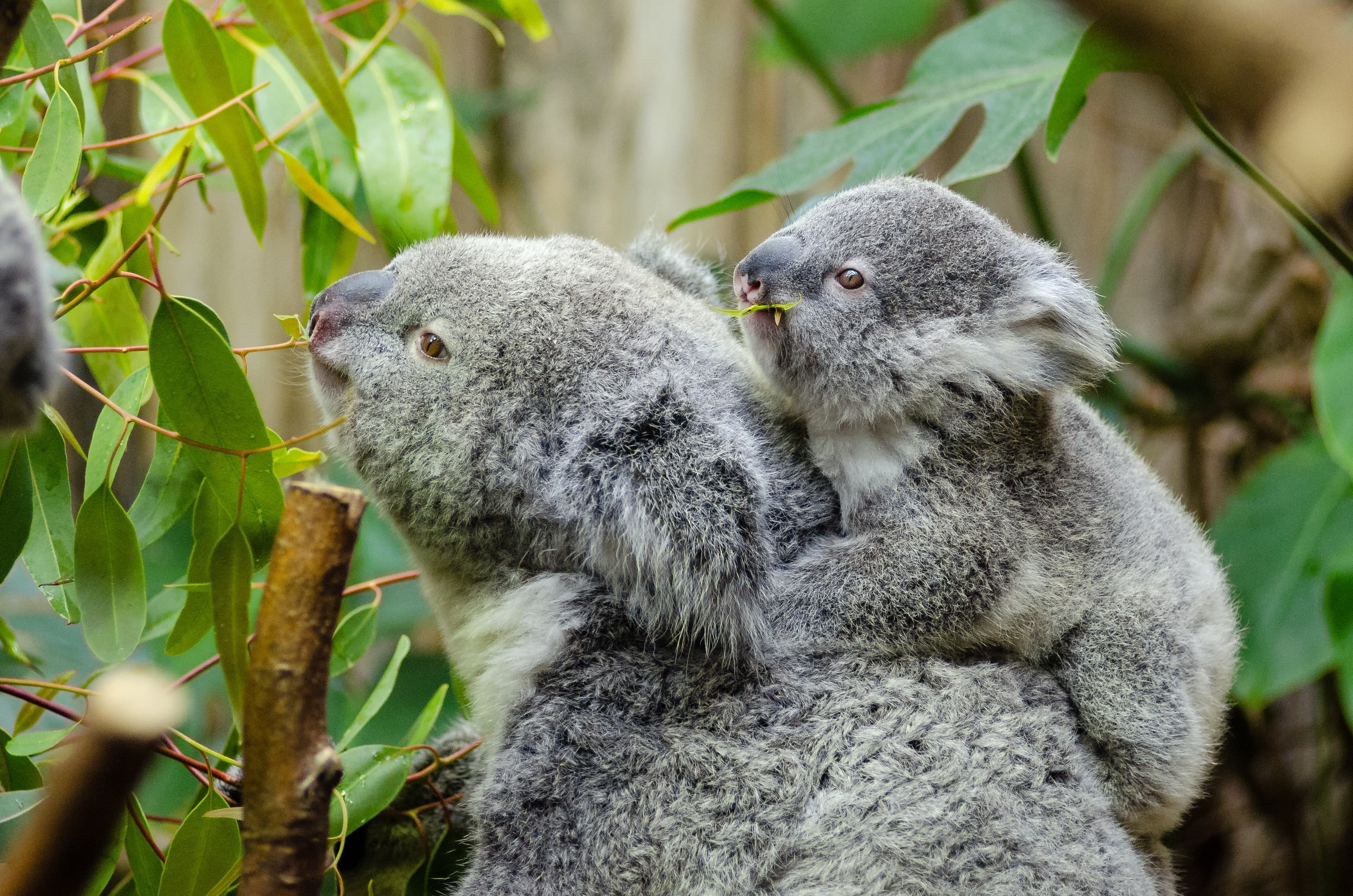 A fertility program for booming population of koalas