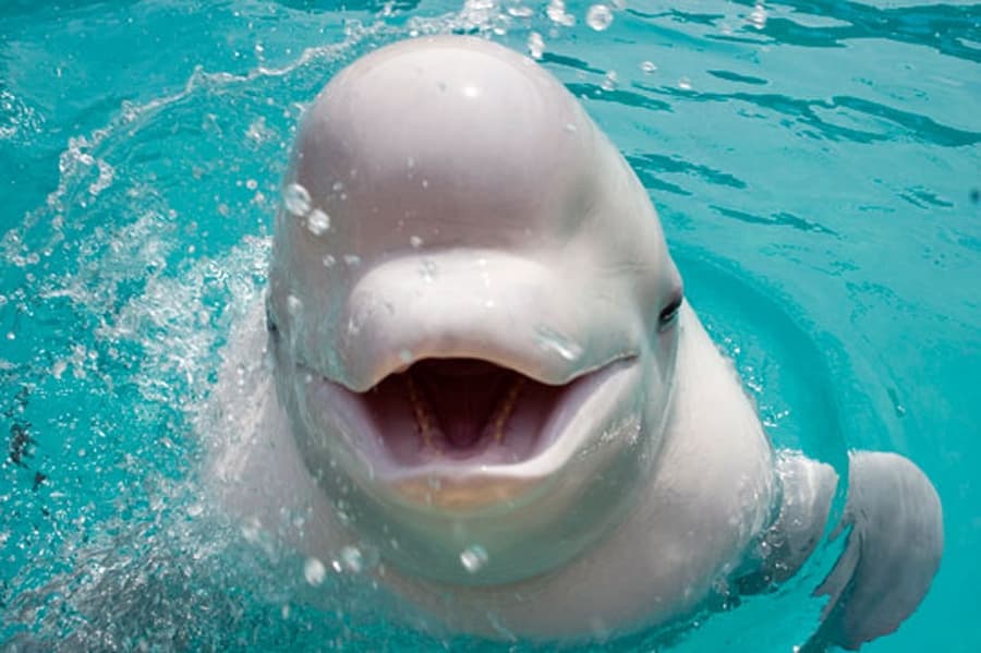 Beluga Whale… or Russian Spy?