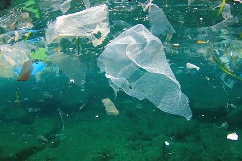 Do Biodegradable Plastic Bags Live Up to Their Name?