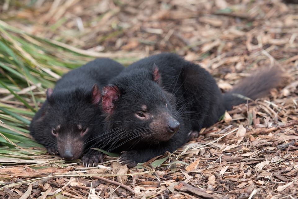 Tasmania Devils And Their Mating Tumours