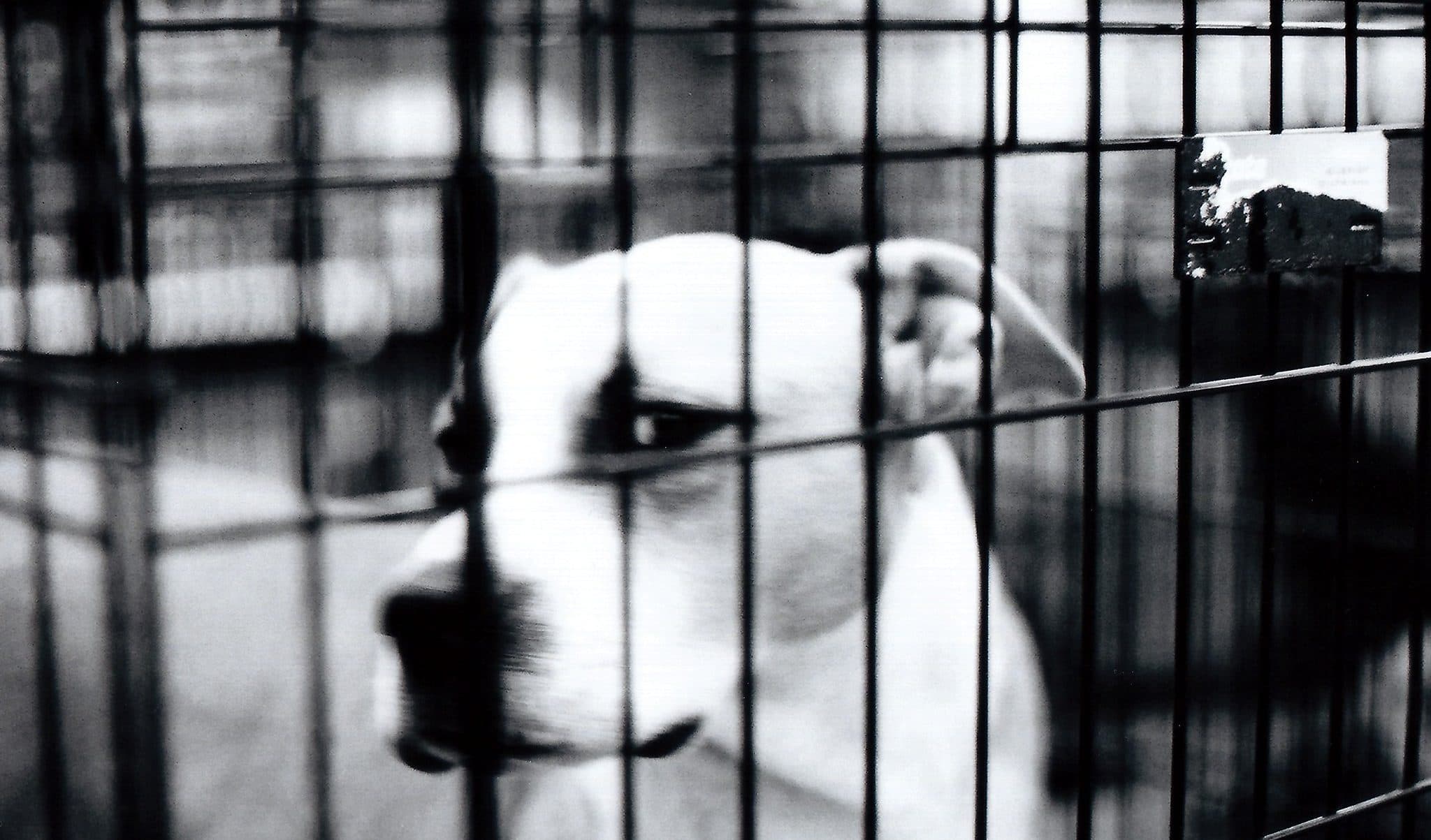 Almost 200,000 Sign Petition To Create An Animal Abuse Register