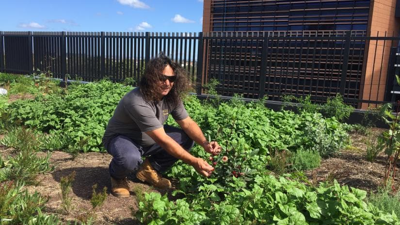 Practicing Wayapa on Australia’s First Indigenous Rooftop Farm