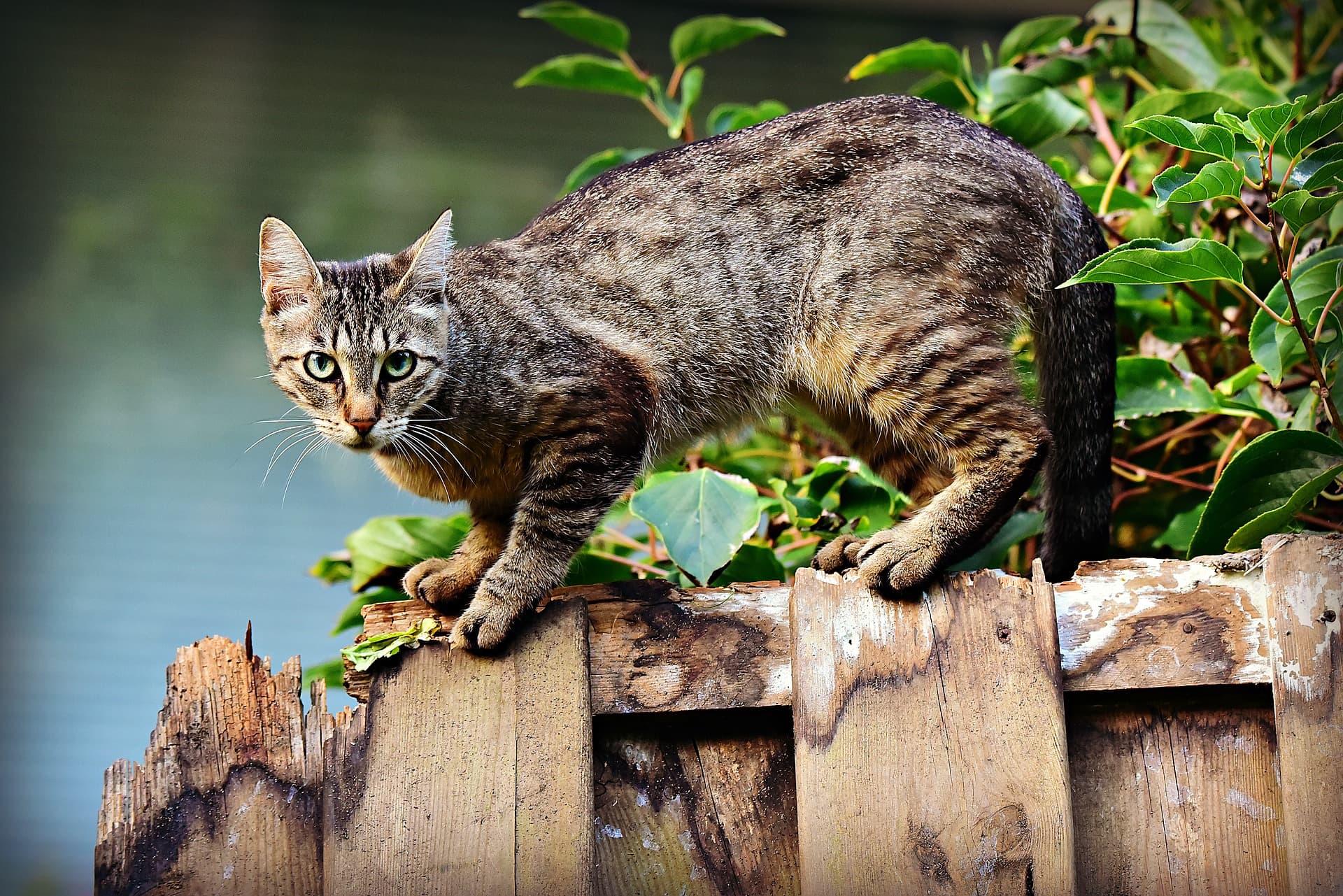 Cats Are One of Australia’s Biggest Predators and It’s Not Just the Feral Ones