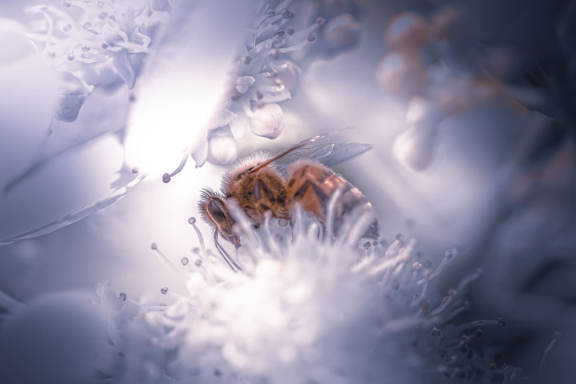 Aussie Bees Struggling in Winter Drought