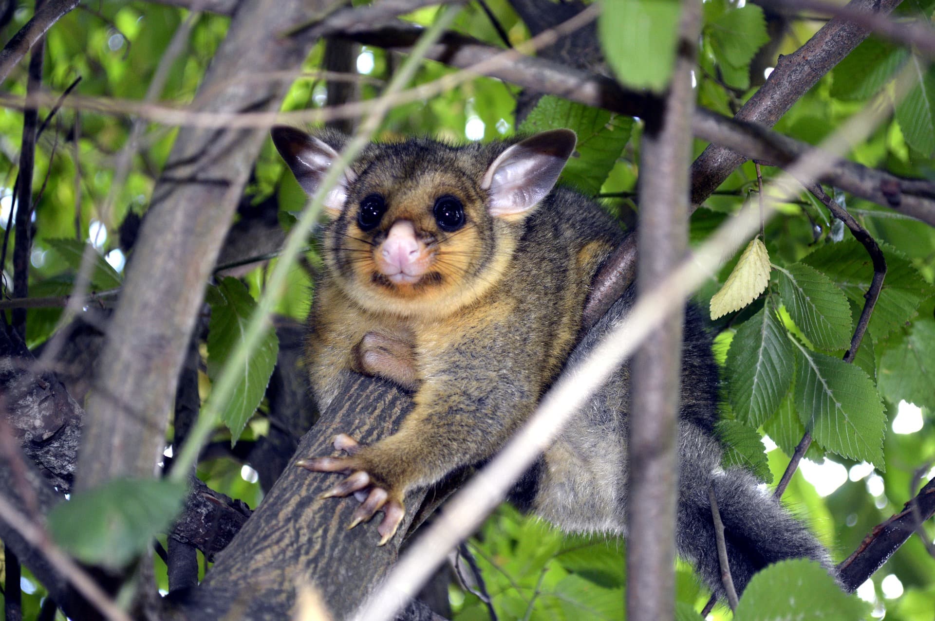 Help Our Threatened Possums by Spotting Them with This New App