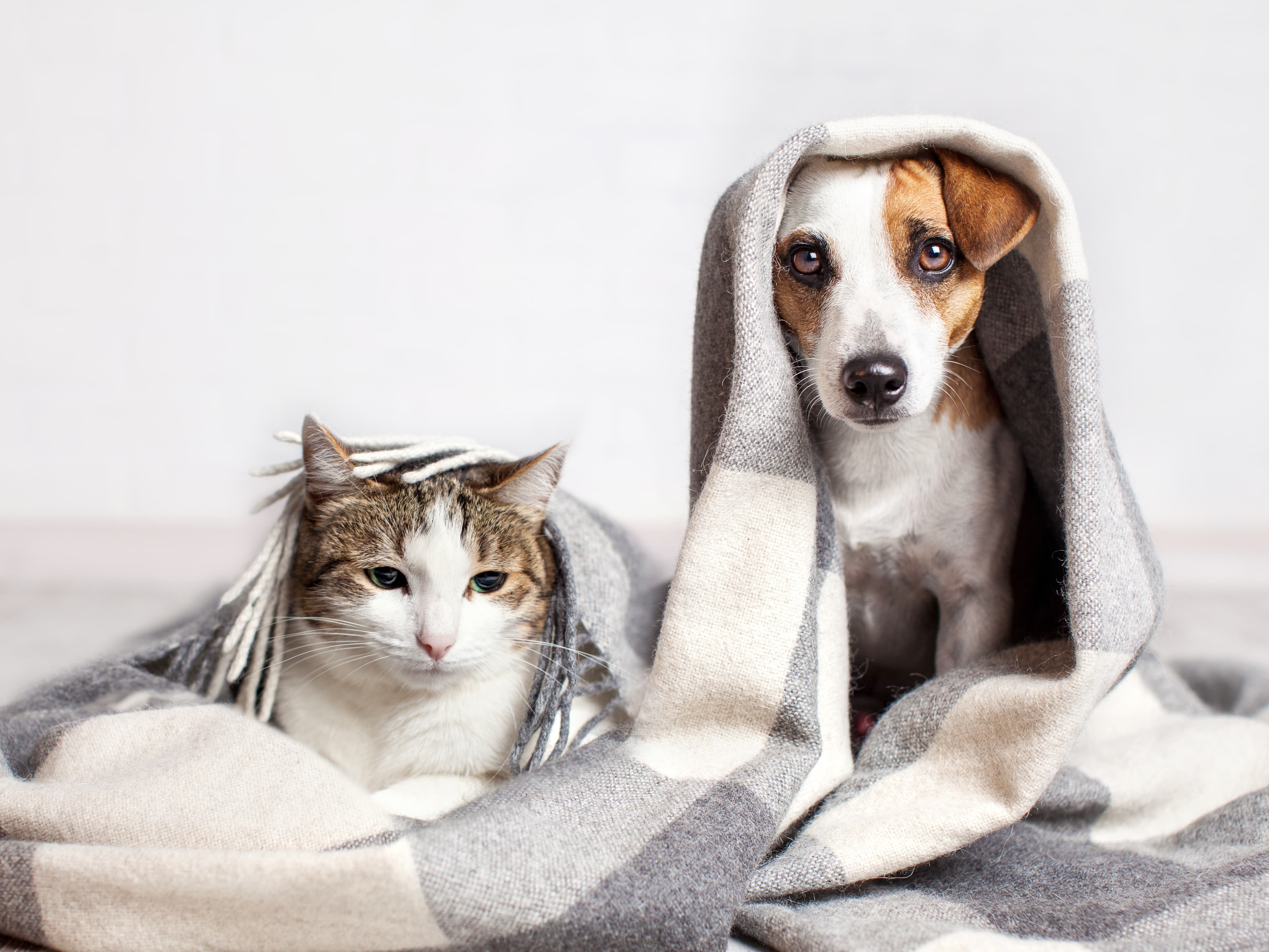 Keeping your furry family members warm and toasty this winter