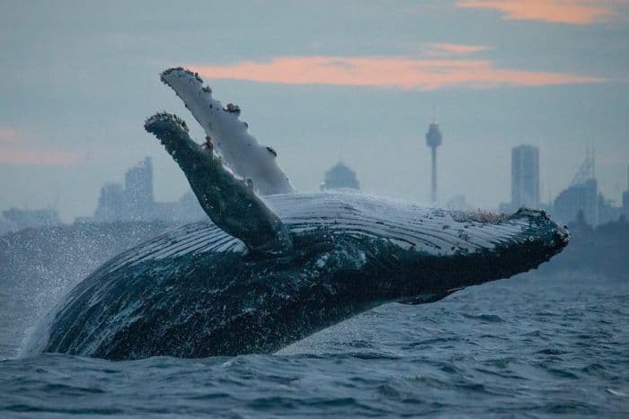 Dictionary Of Sydney- Australia’s History with Whales