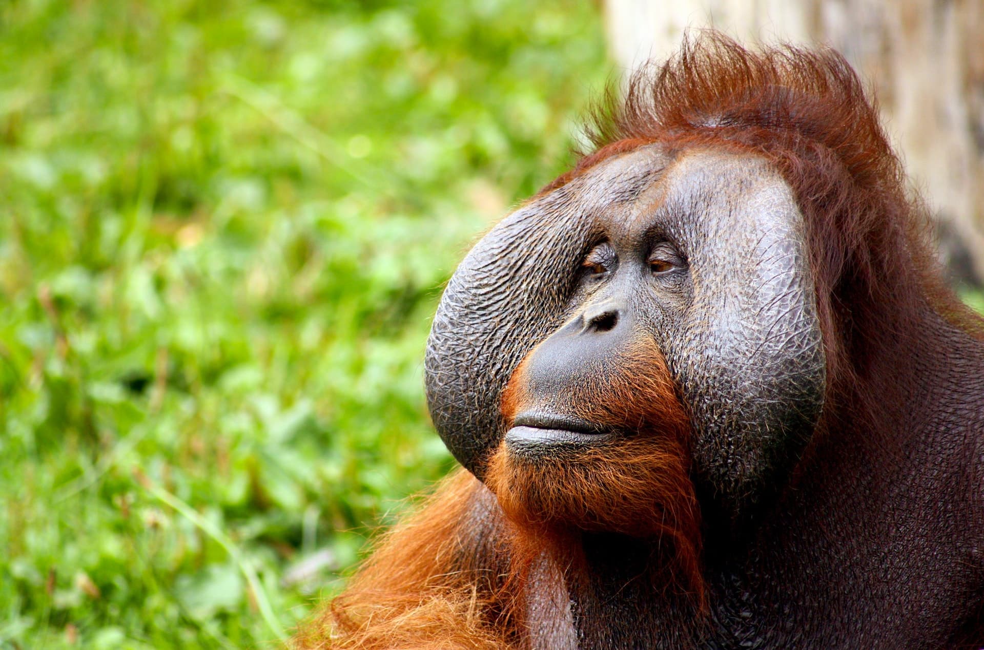 Critically Endangered Orangutans At Risk From Indonesian Fires