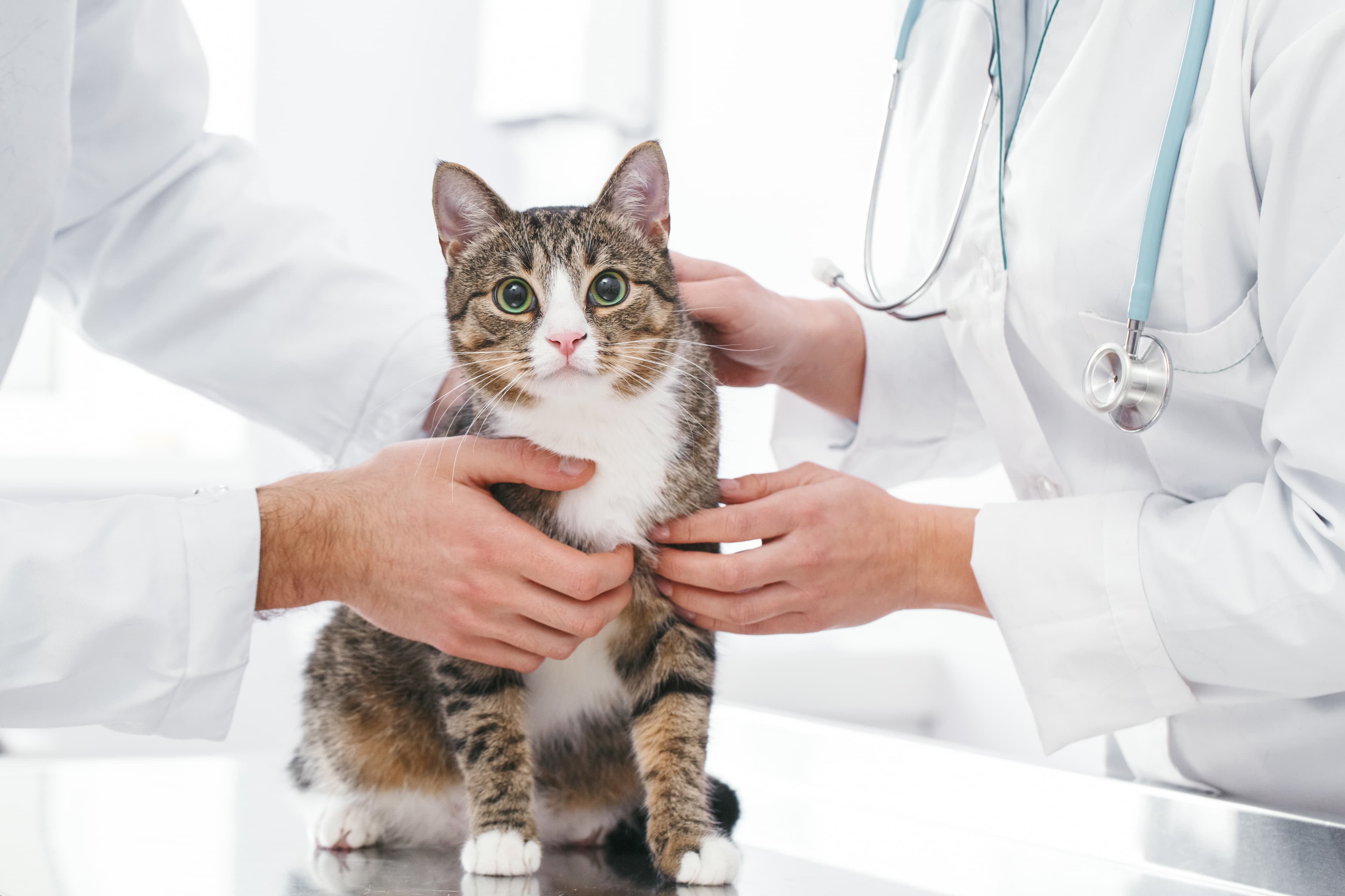 “Not One More Vet”