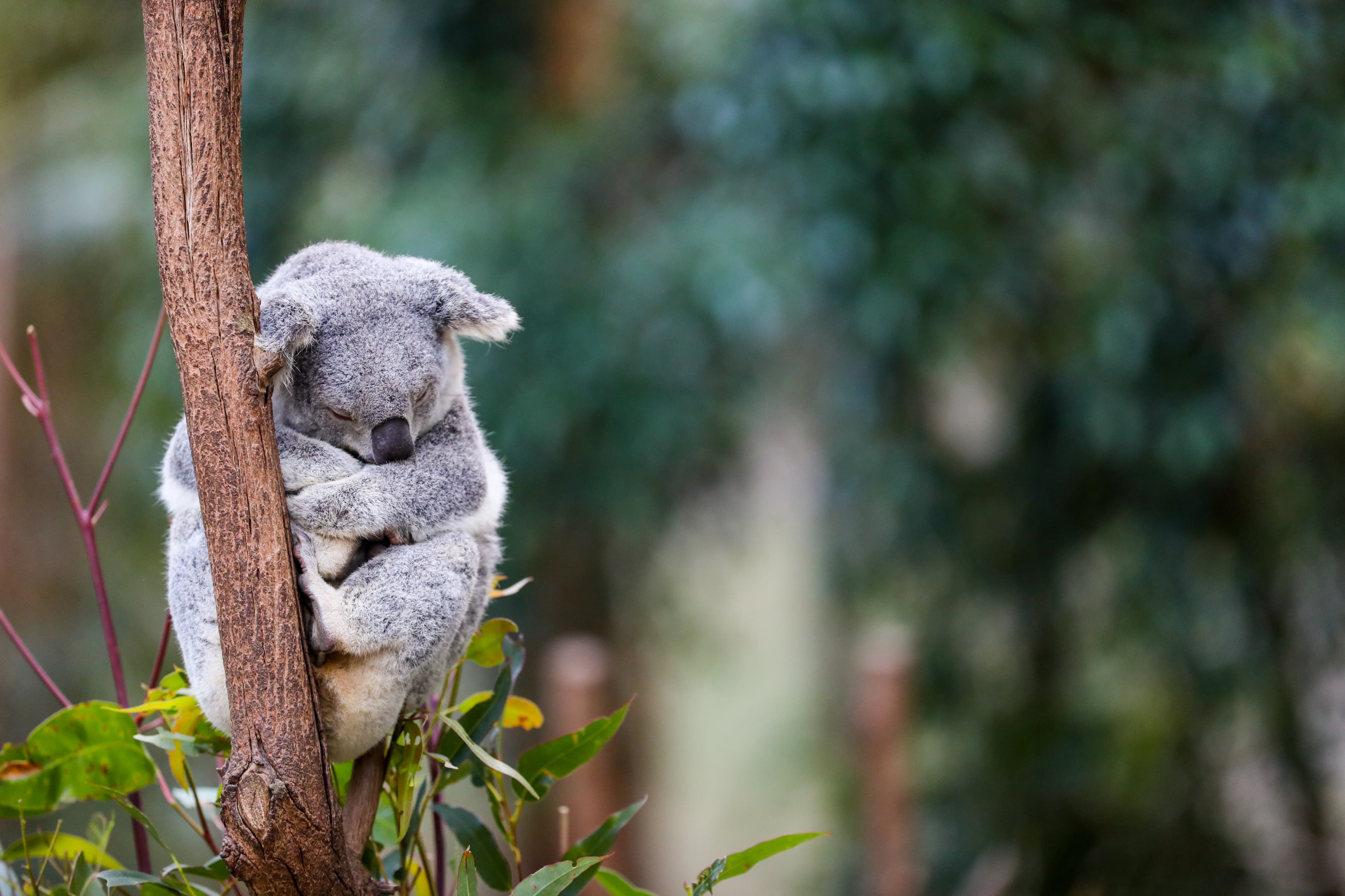 How Can We Save The Koalas?
