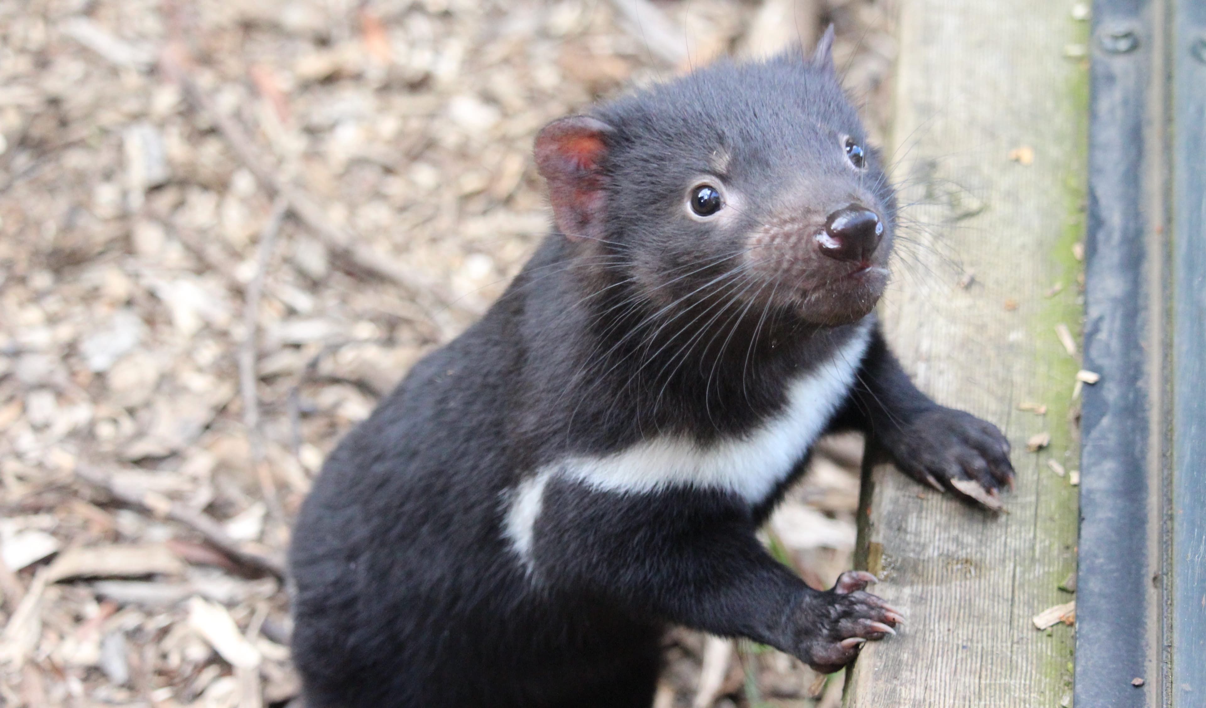 Can We Save The Tasmanian Devil?