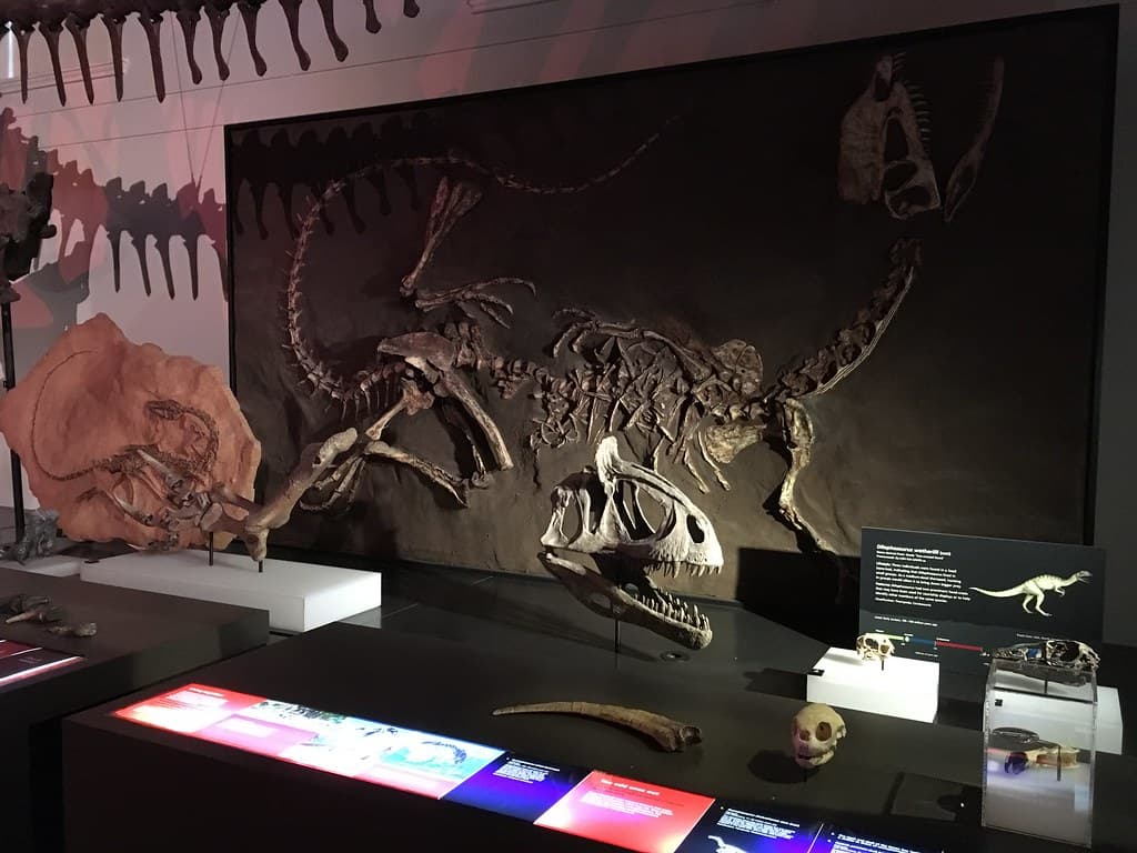 A New Aussie Dinosaur?