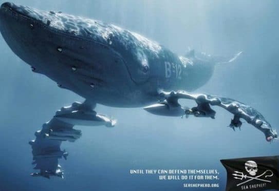 Sea Shepherd… what’s news of the good people protecting & patrolling our oceans?
