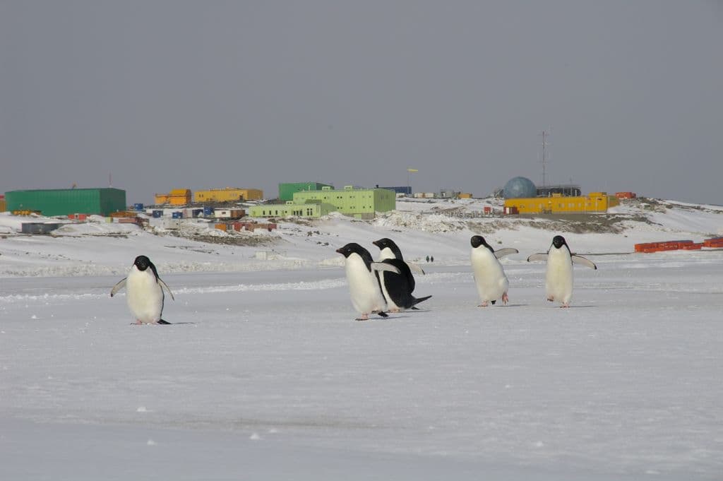 Summer beckons in Antarctica – what’s the Australian Antarctic Division up to this summer season?
