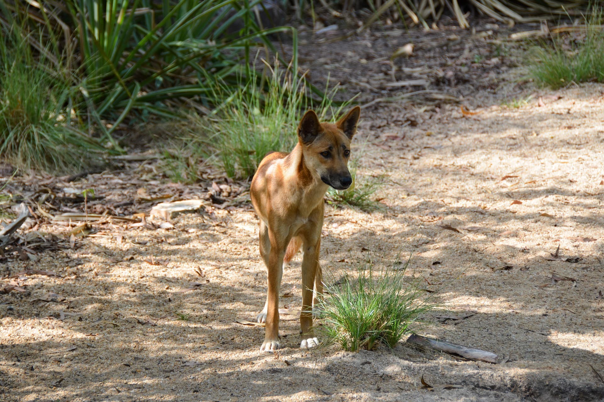 NSW Dingoes Howling for Conservation
