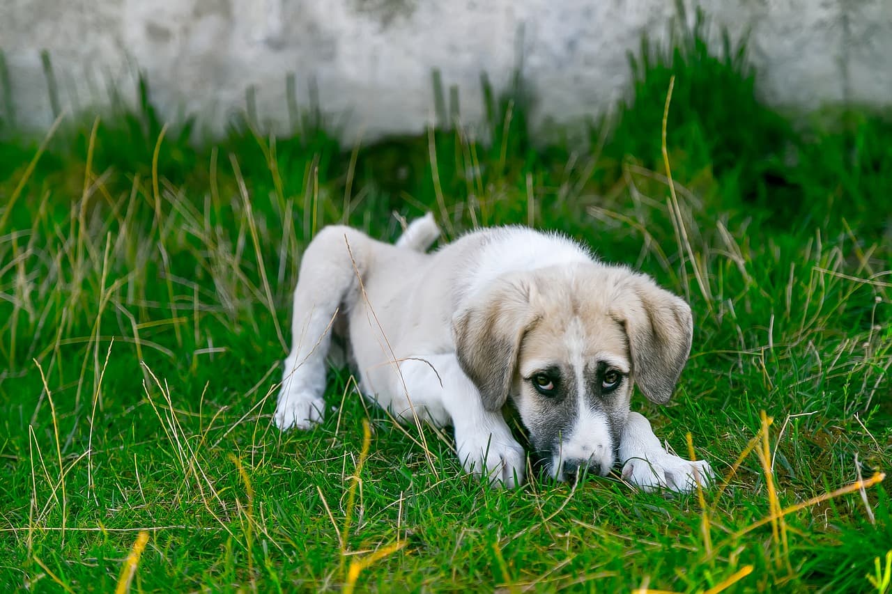 Dog baiting in local parks