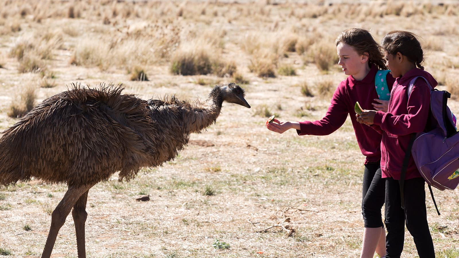 Movie Reviews: Emu Runner, Pain & Glory, Doctor Sleep & The Irishman
