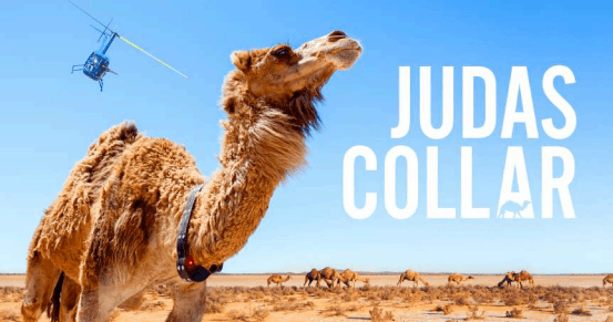‘Judas Collar’ – A Camels Perspective
