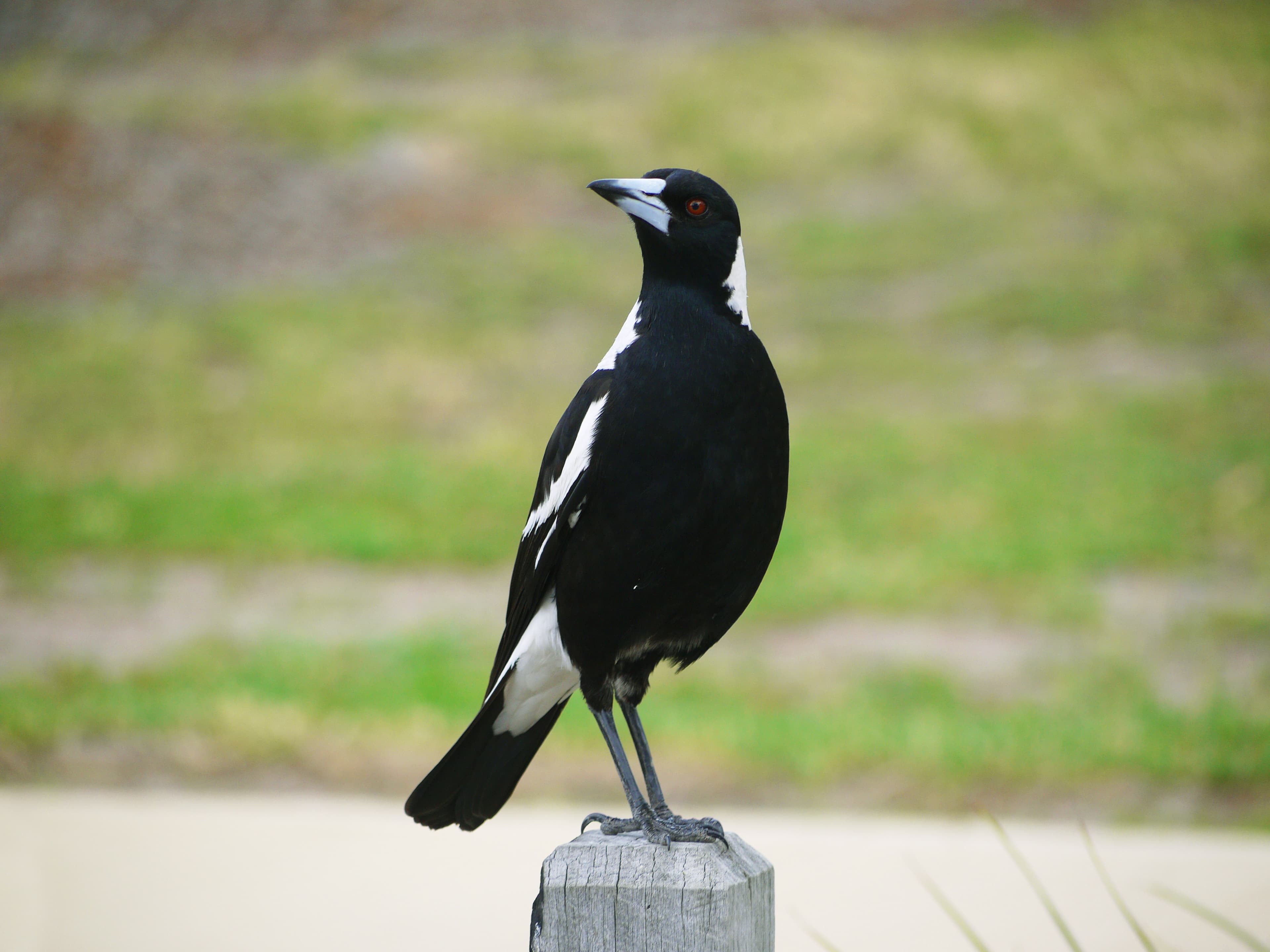 Australian Bird of the Year 2019