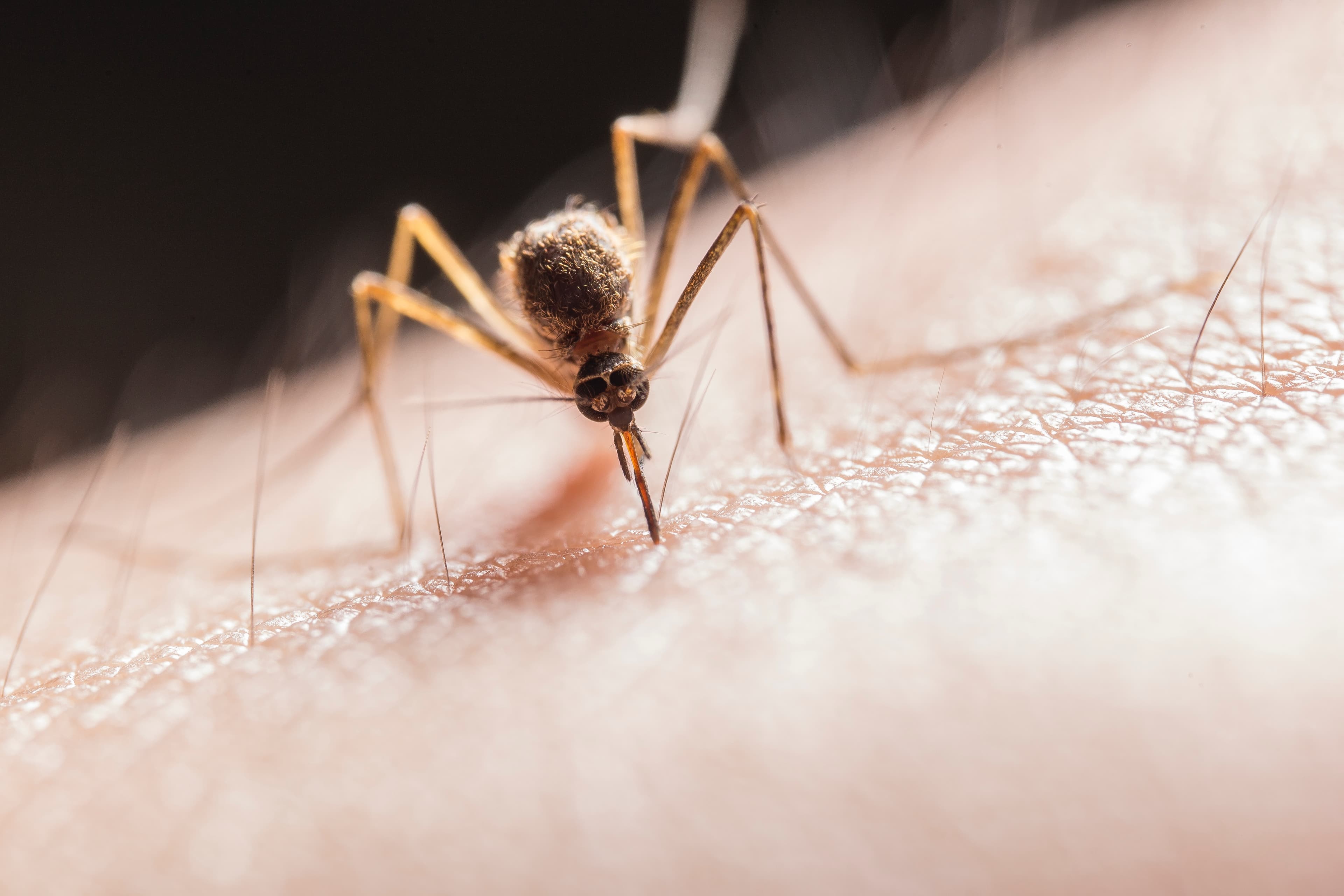 Designer Mosquitoes to Eradicate Disease
