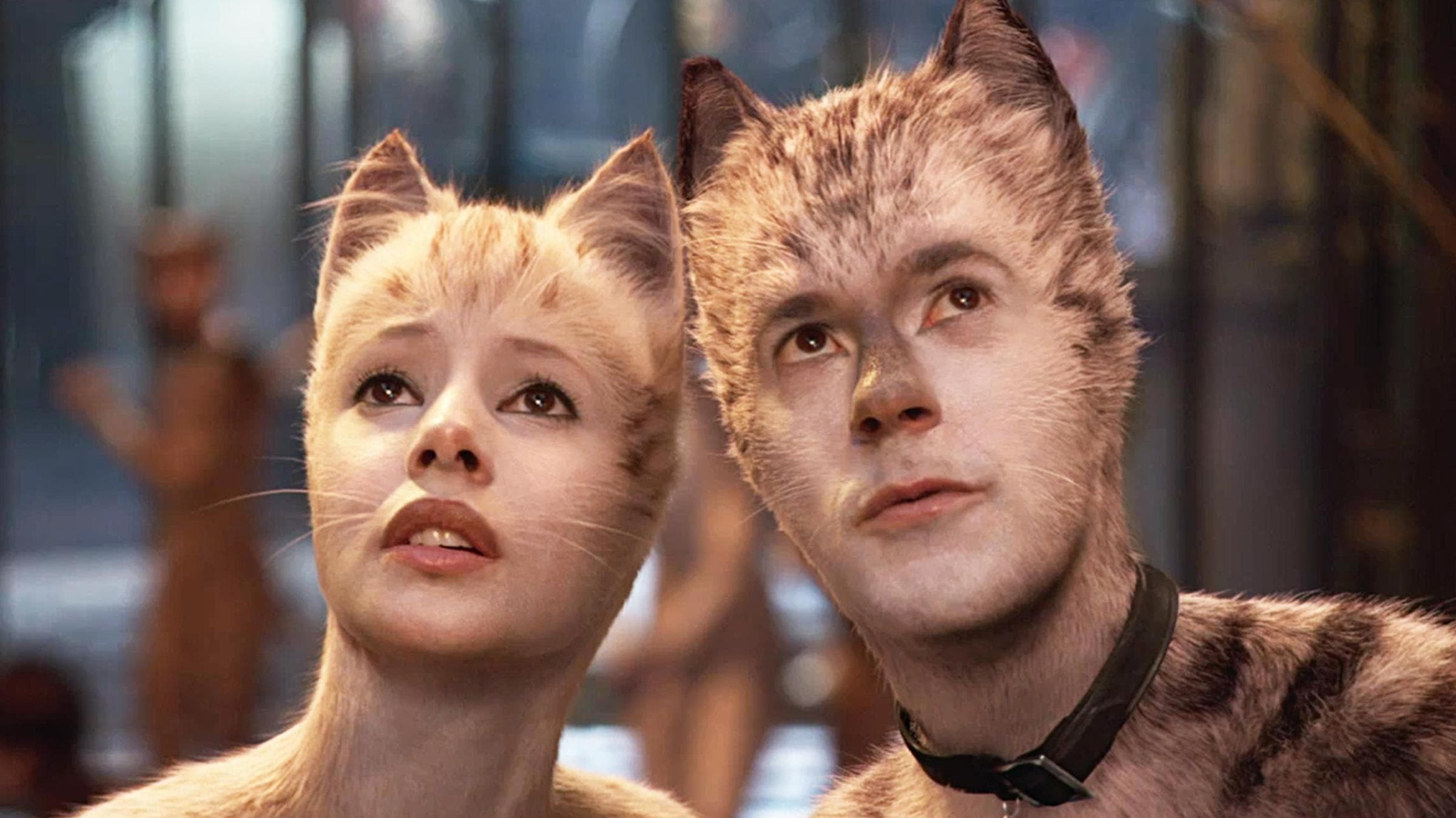 Film Fight Club: Cats