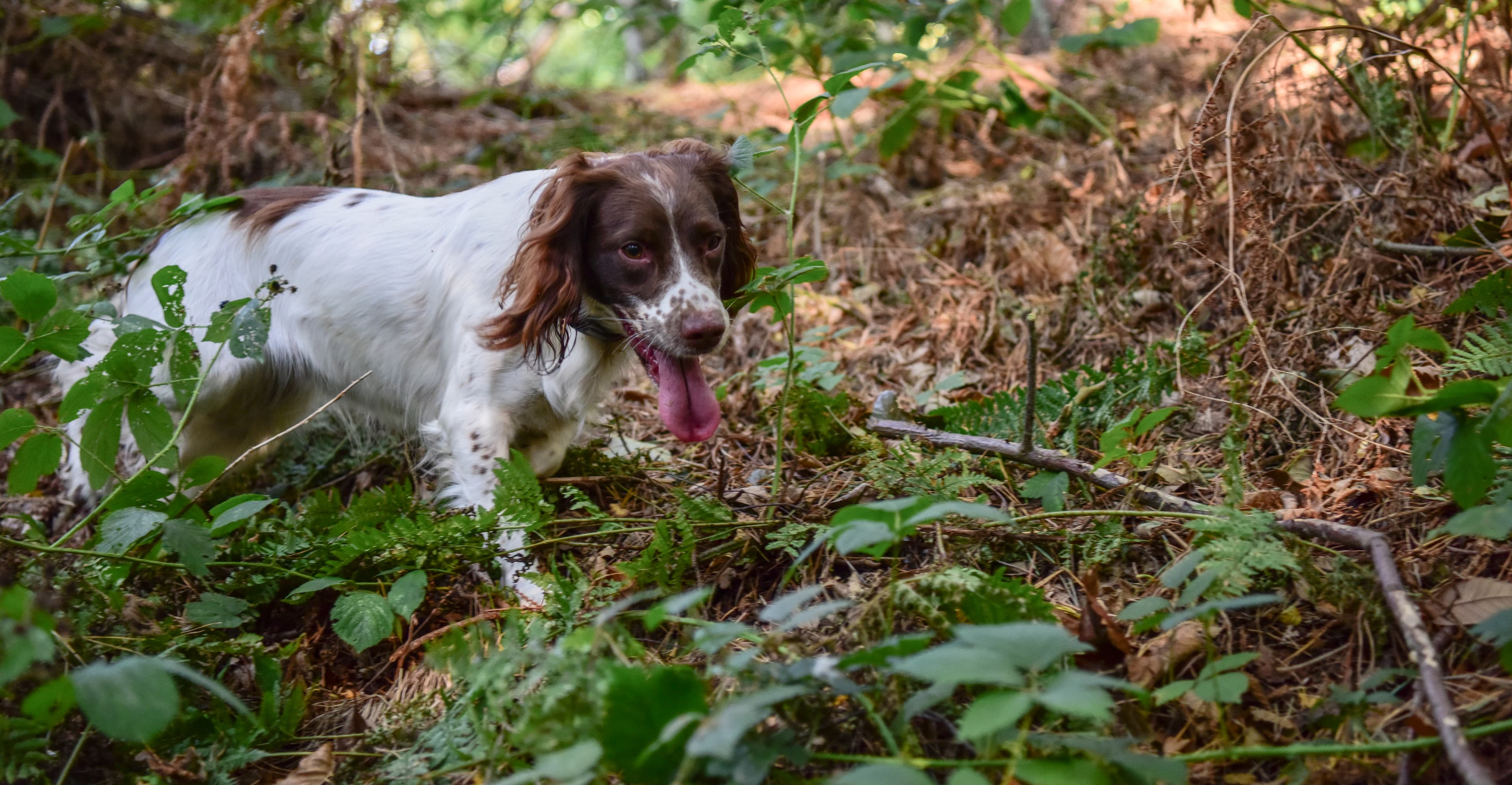 The Dogs trained to find anything from Koalas to Narcotics